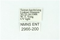 三條橙燈蛾藏品圖，第3張