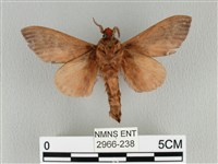 大褐斑枯葉蛾藏品圖，第2張