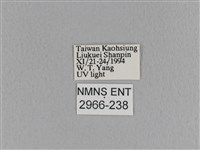 大褐斑枯葉蛾藏品圖，第3張