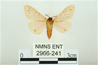 三條橙燈蛾藏品圖，第2張