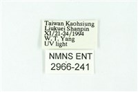 三條橙燈蛾藏品圖，第3張