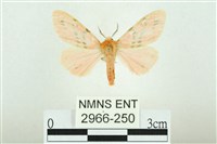 三條橙燈蛾藏品圖，第1張