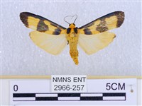 閃光苔蛾藏品圖，第1張