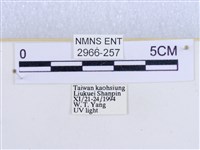 閃光苔蛾藏品圖，第3張