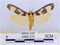 閃光苔蛾藏品圖，第1張