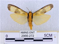 閃光苔蛾藏品圖，第2張