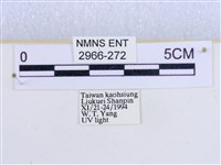 閃光苔蛾藏品圖，第3張