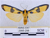 閃光苔蛾藏品圖，第1張