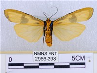 閃光苔蛾藏品圖，第2張