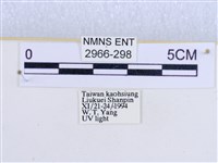 閃光苔蛾藏品圖，第3張