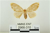 黑翅黃毒蛾藏品圖，第1張