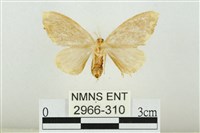 黑翅黃毒蛾藏品圖，第2張