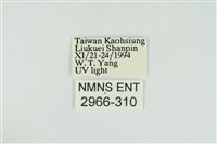 黑翅黃毒蛾藏品圖，第3張