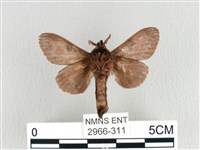 大斑Y毛蟲藏品圖，第2張