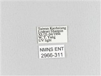 大斑Y毛蟲藏品圖，第3張