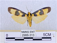 閃光苔蛾藏品圖，第1張