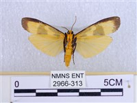 閃光苔蛾藏品圖，第2張