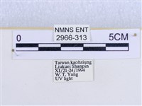 閃光苔蛾藏品圖，第3張