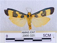 閃光苔蛾藏品圖，第1張