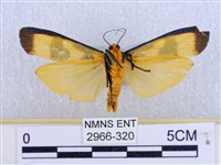 閃光苔蛾藏品圖，第2張