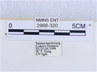 閃光苔蛾藏品圖，第3張