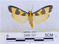 閃光苔蛾藏品圖，第1張