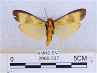 閃光苔蛾藏品圖，第2張