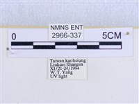 閃光苔蛾藏品圖，第3張