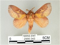 竹黃斜帶枯葉蛾藏品圖，第1張