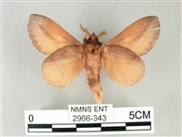 竹黃斜帶枯葉蛾藏品圖，第2張