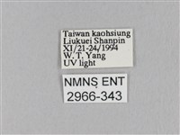 竹黃斜帶枯葉蛾藏品圖，第3張