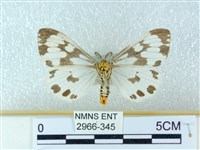 粉蝶燈蛾藏品圖，第2張