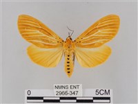 橙擬燈蛾藏品圖，第1張