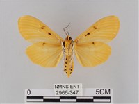 橙擬燈蛾藏品圖，第2張