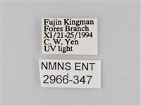 橙擬燈蛾藏品圖，第3張