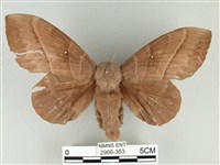 松大毛蟲藏品圖，第1張