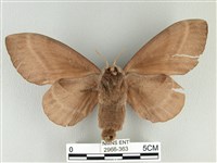 松大毛蟲藏品圖，第2張