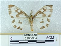 粉蝶燈蛾藏品圖，第2張