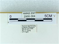 粉蝶燈蛾藏品圖，第3張