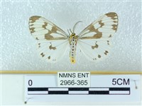 粉蝶燈蛾藏品圖，第1張