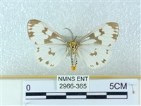 粉蝶燈蛾藏品圖，第2張