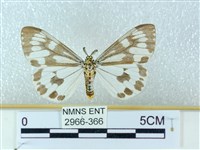 粉蝶燈蛾藏品圖，第1張