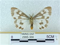 粉蝶燈蛾藏品圖，第2張