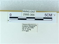 粉蝶燈蛾藏品圖，第3張