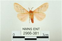 三條橙燈蛾藏品圖，第1張