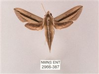 單斜紋天蛾藏品圖，第1張