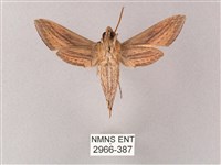 單斜紋天蛾藏品圖，第2張