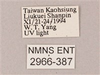 單斜紋天蛾藏品圖，第3張