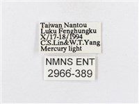 蓬萊茶斑蛾藏品圖，第3張