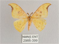 彎黑黃鉤蛾藏品圖，第1張